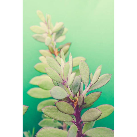 Green Blossom  Black Modern Wood Framed Art Print by Joy, Olivia