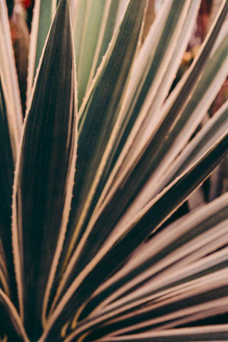 Beaming Through Black Ornate Wood Framed Art Print with Double Matting by Joy, Olivia