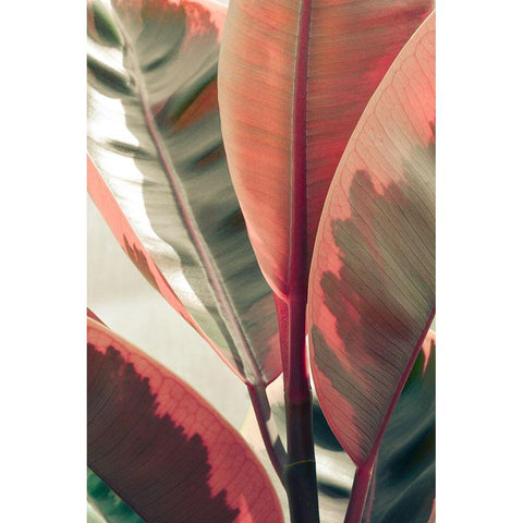 Peachy White Modern Wood Framed Art Print by Joy, Olivia