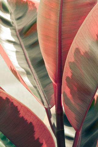 Peachy Black Ornate Wood Framed Art Print with Double Matting by Joy, Olivia