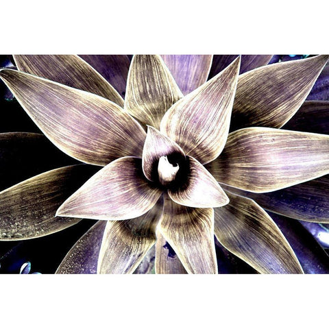 Magic Giant Black Modern Wood Framed Art Print by Orlov, Irena
