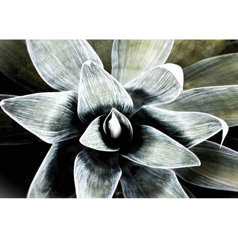 California Succulent Black Modern Wood Framed Art Print with Double Matting by Orlov, Irena