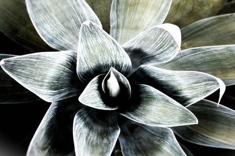 California Succulent White Modern Wood Framed Art Print with Double Matting by Orlov, Irena