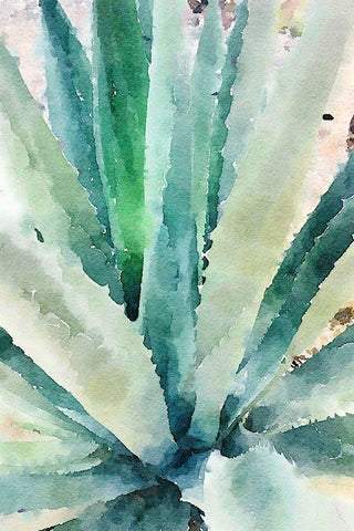 Rustic Succulent II White Modern Wood Framed Art Print with Double Matting by Orlov, Irena