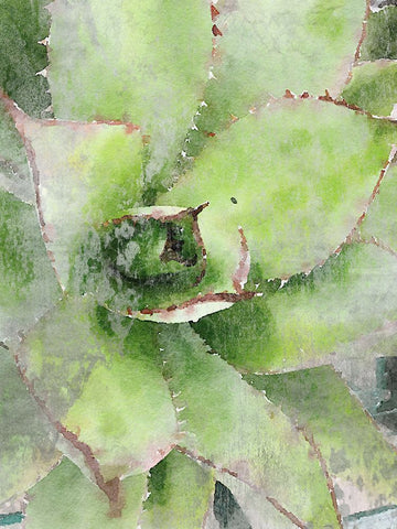 Rustic Green Succulent  Black Ornate Wood Framed Art Print with Double Matting by Orlov, Irena