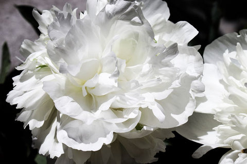 White Peony I  Black Ornate Wood Framed Art Print with Double Matting by Orlov, Irena