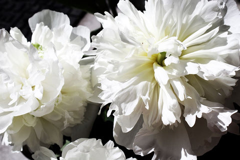 White Peony II  Black Modern Wood Framed Art Print by Orlov, Irena