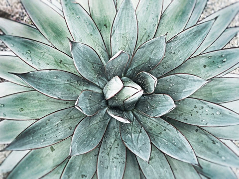 Stunning Agave I White Modern Wood Framed Art Print with Double Matting by Orlov, Irena