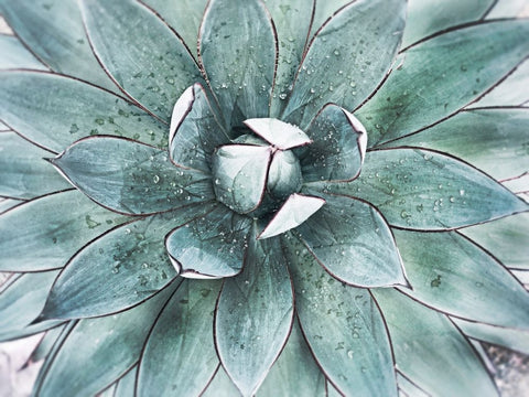 Stunning Agave II White Modern Wood Framed Art Print with Double Matting by Orlov, Irena