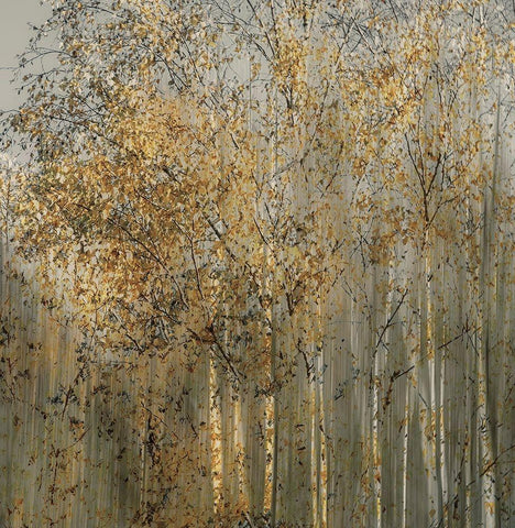Birch Impression Black Ornate Wood Framed Art Print with Double Matting by Talen