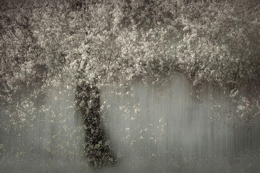 Image Only