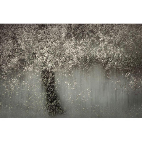 White Blossom Gold Ornate Wood Framed Art Print with Double Matting by Talen