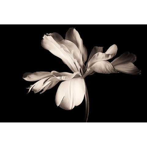 Untitled Black Modern Wood Framed Art Print with Double Matting by Myles