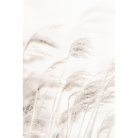 Reed White Modern Wood Framed Art Print by Studio III