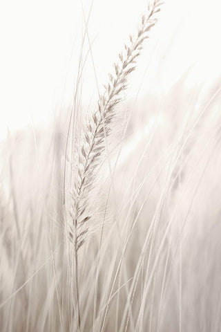 Grass White Modern Wood Framed Art Print with Double Matting by Studio III