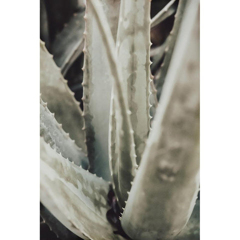 Studio III - Aloe 001 Black Modern Wood Framed Art Print with Double Matting by Studio III