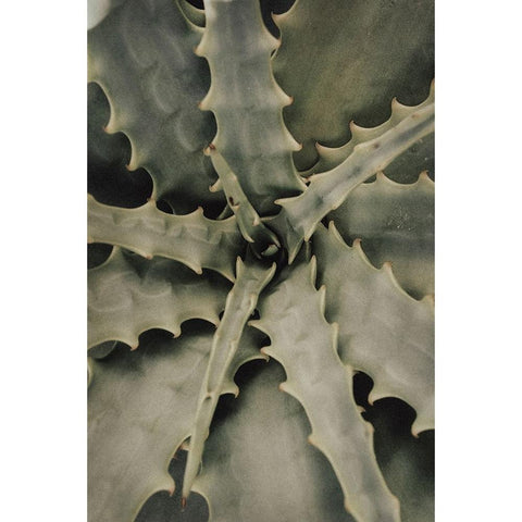 Studio III - Aloe 002  White Modern Wood Framed Art Print by Studio III