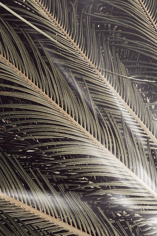 Studio III - Palmblad 002 White Modern Wood Framed Art Print with Double Matting by Studio III