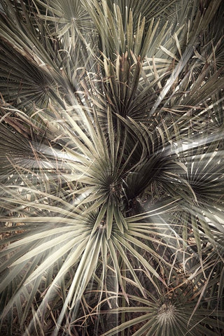 Studio III - Palmblad 006 Black Ornate Wood Framed Art Print with Double Matting by Studio III