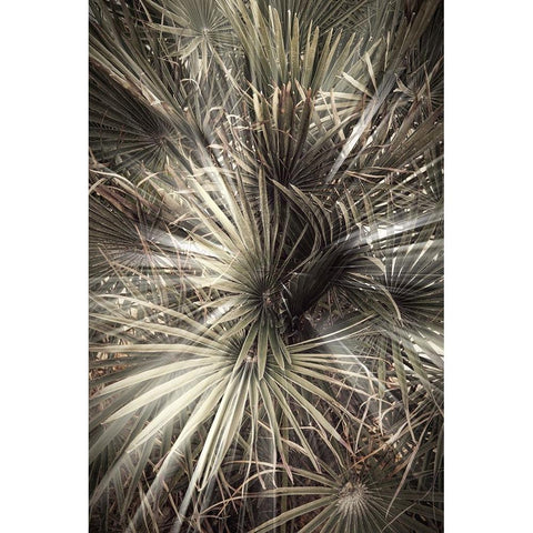 Studio III - Palmblad 006 Black Modern Wood Framed Art Print with Double Matting by Studio III