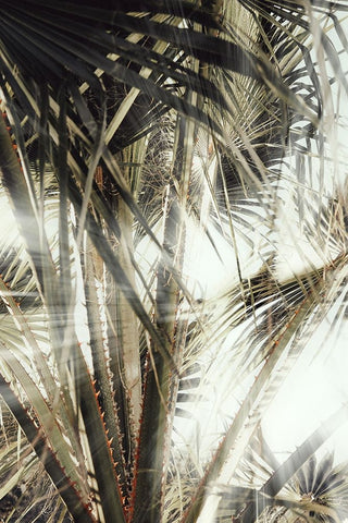 Studio III - Palmblad 003 Black Ornate Wood Framed Art Print with Double Matting by Studio III