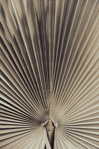 Studio III - Palmblad 001 Black Ornate Wood Framed Art Print with Double Matting by Studio III