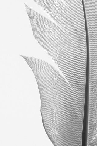 Studio III - Feather 004 White Modern Wood Framed Art Print with Double Matting by Studio III