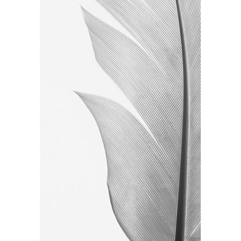 Studio III - Feather 004 Gold Ornate Wood Framed Art Print with Double Matting by Studio III