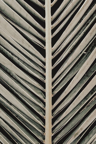 Studio III - Palmblad 005  White Modern Wood Framed Art Print with Double Matting by Studio III