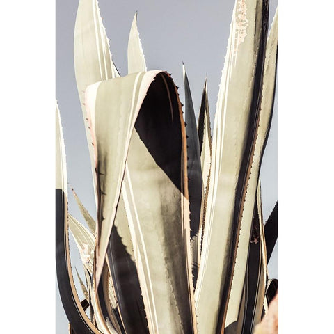 Studio III - Agave 001 White Modern Wood Framed Art Print by Studio III