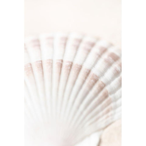 Studio III - Shell  White Modern Wood Framed Art Print by Studio III