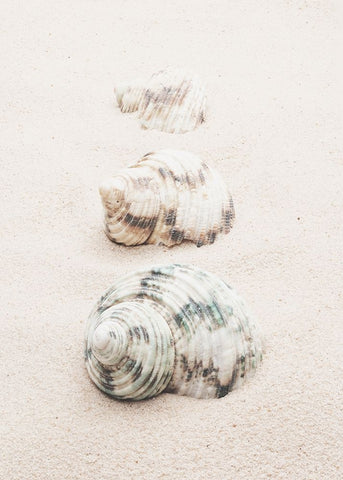 Studio III - Shells  White Modern Wood Framed Art Print with Double Matting by Studio III