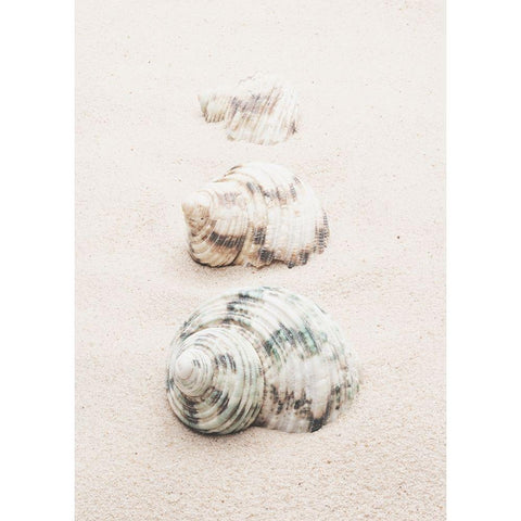 Studio III - Shells  Gold Ornate Wood Framed Art Print with Double Matting by Studio III