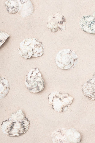 Studio III - Shells II  White Modern Wood Framed Art Print with Double Matting by Studio III