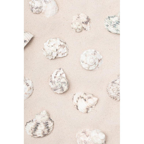 Studio III - Shells II  Gold Ornate Wood Framed Art Print with Double Matting by Studio III