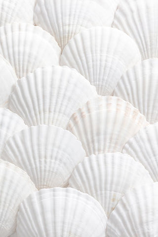 Studio III - Shells III  White Modern Wood Framed Art Print with Double Matting by Studio III