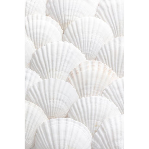 Studio III - Shells III  Black Modern Wood Framed Art Print by Studio III
