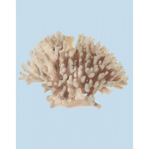 Coral I White Modern Wood Framed Art Print by PI Studio