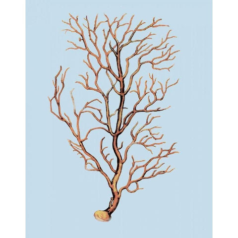 Coral IV White Modern Wood Framed Art Print by PI Studio