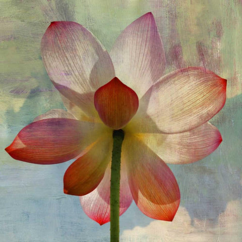 LOVELY LILY II Black Modern Wood Framed Art Print with Double Matting by PI Studio