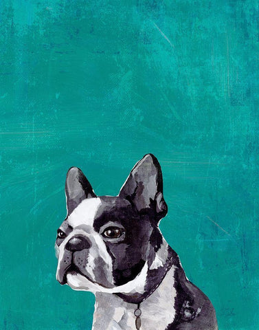 Frenchie Puppy  White Modern Wood Framed Art Print with Double Matting by PI Studio