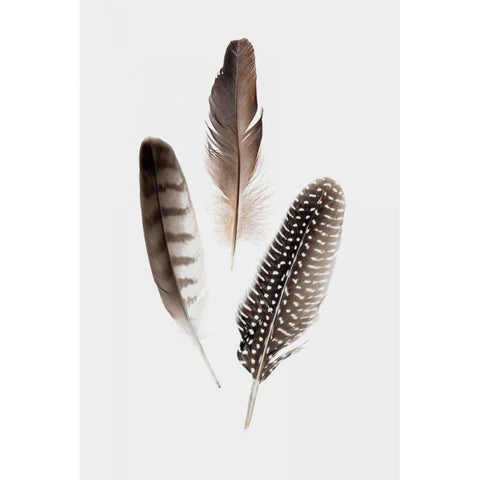 Feathers I Black Modern Wood Framed Art Print with Double Matting by PI Studio