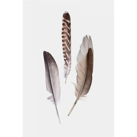 Feathers III Black Modern Wood Framed Art Print with Double Matting by PI Studio