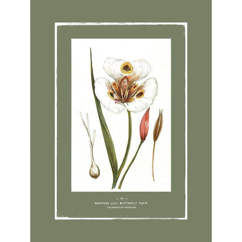 Green Botanics I  Gold Ornate Wood Framed Art Print with Double Matting by PI Studio