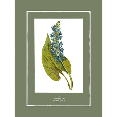 Green Botanics II Gold Ornate Wood Framed Art Print with Double Matting by PI Studio