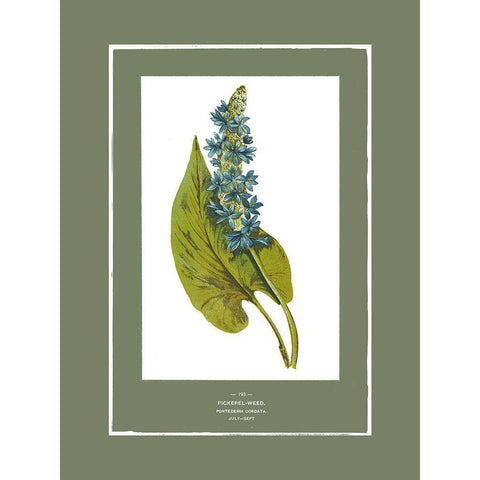 Green Botanics II White Modern Wood Framed Art Print by PI Studio