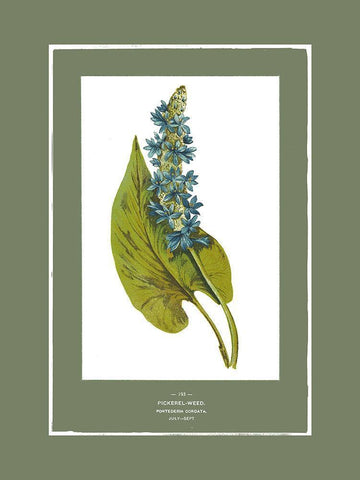 Green Botanics II White Modern Wood Framed Art Print with Double Matting by PI Studio