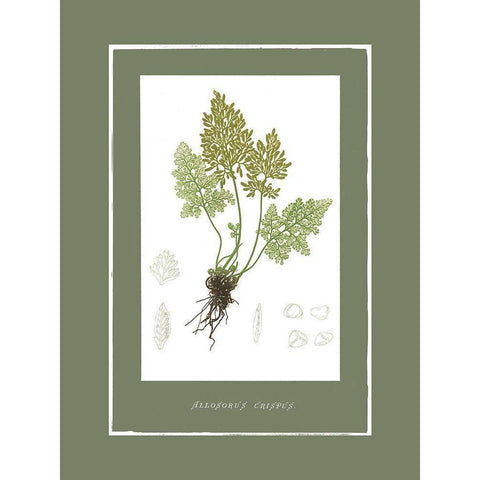 Green Botanics III Black Modern Wood Framed Art Print with Double Matting by PI Studio