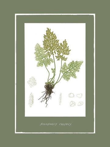 Green Botanics III White Modern Wood Framed Art Print with Double Matting by PI Studio