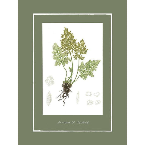 Green Botanics III White Modern Wood Framed Art Print by PI Studio